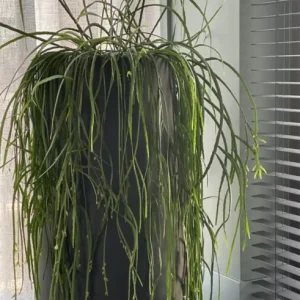 Bloempot Idaho black voor binnen en buiten . Nieuw