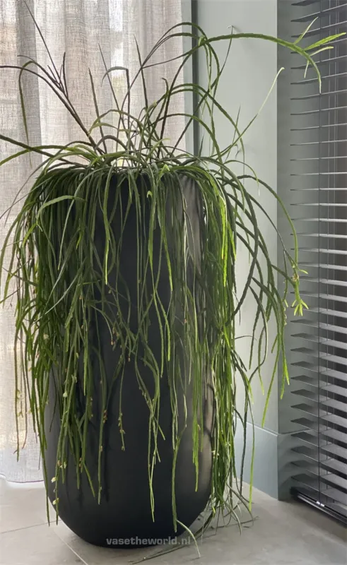 Bloempot Idaho black voor binnen en buiten . Nieuw
