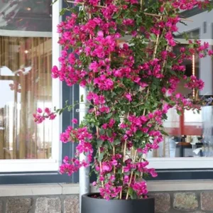 Nieuw Almstok big black Ø50 x H65 cm